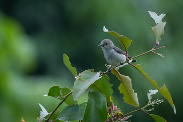 a female scarlet headed flowerpecker dicaeum trochileum perching on a tree branch with bokeh background