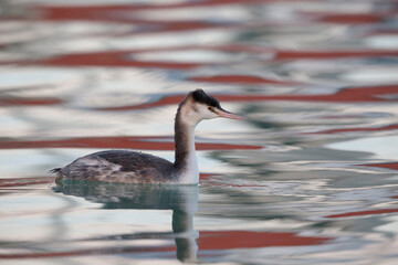 Peaceful Moment: Great Crested Grebe in a Picturesque Harbor.