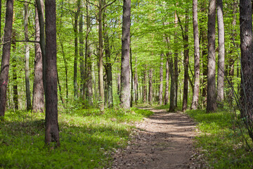 Spring forest landscape - beautiful sunny day with light green fresh leaves.