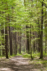 Spring forest landscape - beautiful sunny day with light green fresh leaves.