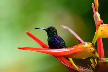 Colibri Zafiro postrado sobre heliconia © Julilop7