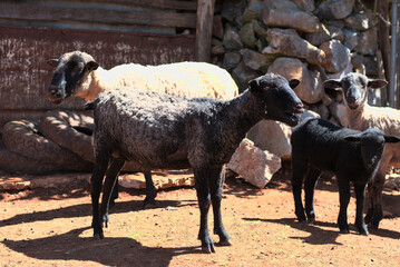 sheep and lambs in the farm, closeup of photo