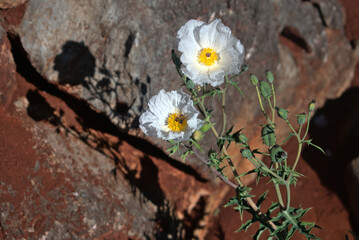 White poppy flowers on a rock in the desert, close-up