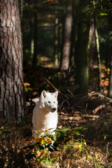 White wolf in the forrest