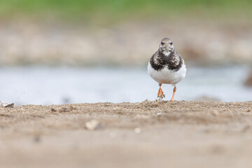 Ruddy Turnstone (Arenaria interpres) on shore.