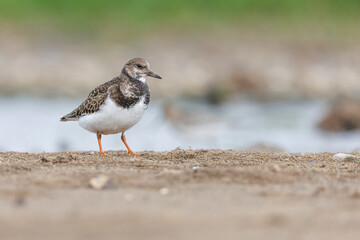 Ruddy Turnstone (Arenaria interpres) on shore.