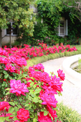 Cottage with rustic window and wall covered with vine. Pink roses growing in the garden. Selective focus.
