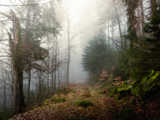 Forest track in a dark foggy forests