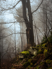 Old trees in a foggy forest in winter - 579487497