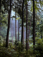 Foggy mixed forest - 579487623