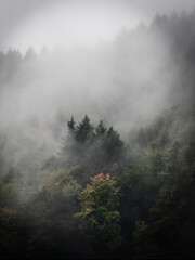 A group of trees emerging from the fog - 579487684