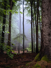 Foggy forest view with far away light - 579487823
