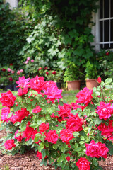 Fototapeta na wymiar Cottage with rustic window and wall covered with vine. Pink roses growing in the garden. Selective focus.