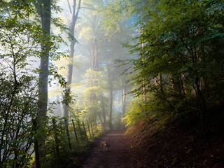 A track  through a foggy sunny forest - 579487883