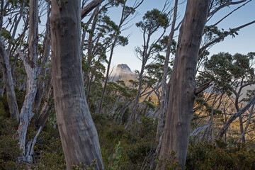 in the Eucalyptus coccifera ( Tasmanian Snow Gum ) forest below Cradle Mountain with a view of Barn Bluff.