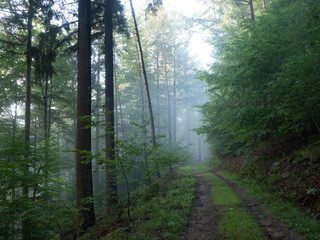 Along a foggy forest track with grass - 579488213
