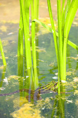 Frog and water lily in a pond. Selective focus.