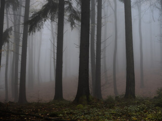 A dark forest view - 579488420