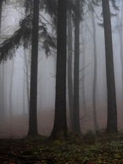 A dark forest view 2