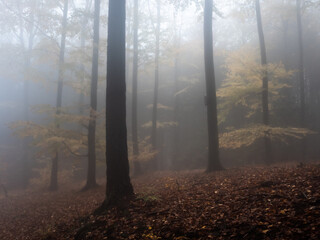 A dark autumn forest view