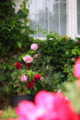 Cottage with rustic window and wall covered with vine. Pink roses growing in the garden. Selective focus.
