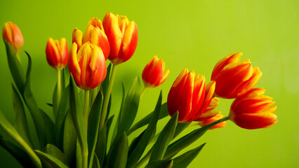 many red and yellow tulips on a green background.  side view .  copy space.  holiday .  poster .  for text spring