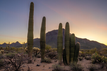Arizona Desert Landscapes, America, USA.