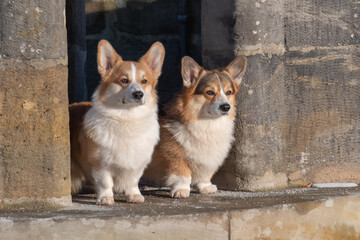 zwei welsh corgi epmbroke Hunde im Sonnenlicht schauen in die Kamera