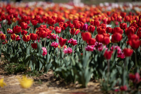 tulipani