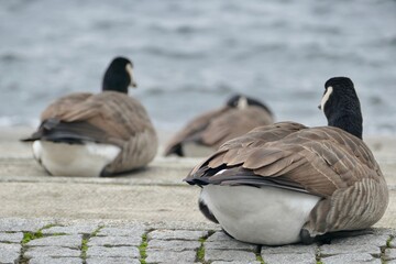 Canada geese in berlin