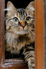 Retrato de un gato - pet sitting