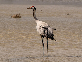 crowned crane in the water