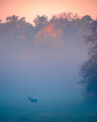 Silhouette of a stag