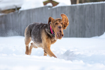 A brown bloodhound running in the snow and his funny ears - obrazy, fototapety, plakaty