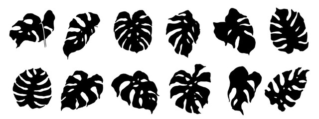 Monstera leaf silhouette set.Vector graphics.