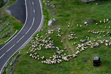 Sheep herd near Transfagarasan road, Romania. Traditional landscape. Panoramic view