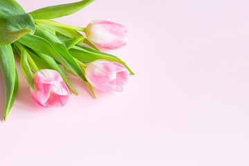 Bouquet of pink tulips on pink background. Greeting card for mother's day, women's day March 8, Valentine's day. Celebration of spring holidays. Flat lay from flowers, top view, copy space.