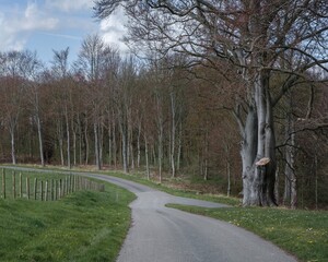 Naklejka premium road in the woods by silver tree