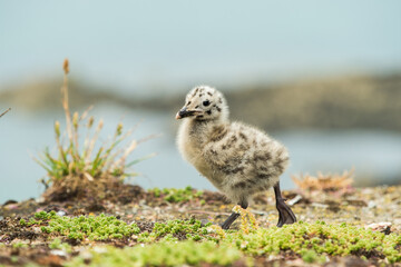 a bird