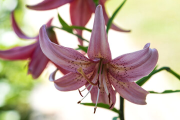 Pink lily flower on a brightly lit background. A Martagon hybrid. Selective focus