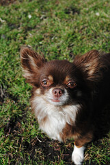 Chihuahua dog breed with brown spots meets on the background of green grass