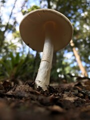 mushroom in the forest