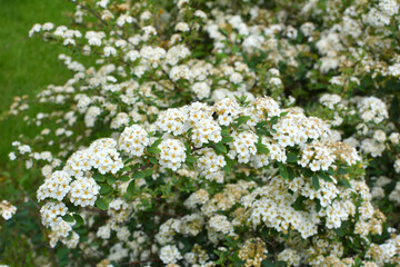 Spiraea blooms in the garden.