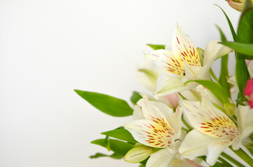 Alstroemeria flowers on white background