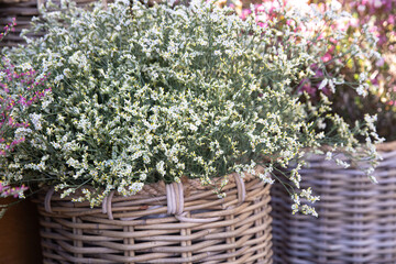 Wicker basket full of fresh cut white Limonium platyphyllum flowers or florist's sea lavender in spring garden shop.
