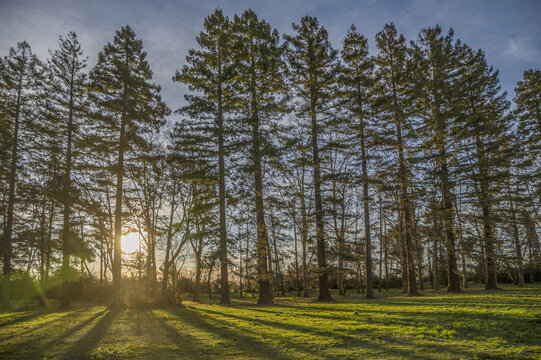 Haie de hauts sapins dans le coucher de soleil