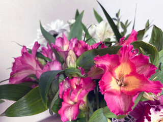 Alstroemeria flowers on white background