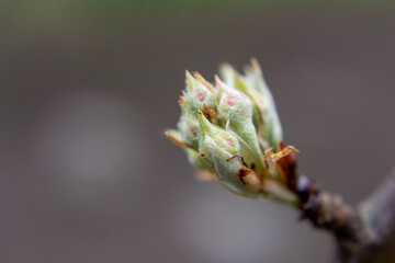 Pear buds in spring on a branch.