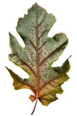 Fototapeta premium isolated green fig leaves, summer, mission figs, illustration, transparent background, png, horizontal, vertical, floral, generative ai