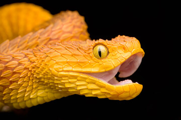 Close-up of a venomous Bush Viper snake with mouth open